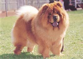 犬を家族に迎える前に